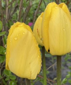 Gul tulpan apeldoorn klassisk gul tulipan fra www.nemhjem.dk