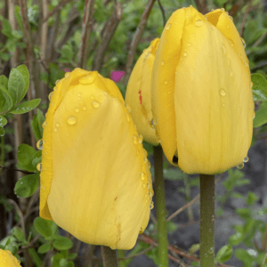 Gul tulpan apeldoorn klassisk gul tulipan fra www.nemhjem.dk