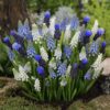 Perlehyacinter Mix “Muscari” – Smukke farver. Blomsterløg KUN 1 kr./stk. ved min 100 stk.