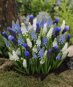 Perlehyacinter Mix “Muscari” – Smukke farver. Blomsterløg KUN 1 kr./stk. ved min 100 stk.