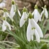 Vintergækker “Galanthus Nivalis” – Almindelig vintergæk – 10 stk. 30,- kr. 100 stk. 279,- kr.