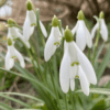 Vintergækker blomsterløg Galanthus Nivalis klassisk vintergække. Storevintergækkeløg fra www.nemhjem.dk