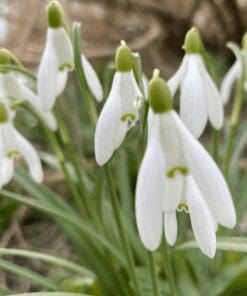 Vintergækker “Galanthus Nivalis” – Almindelig vintergæk – 10 stk. 30,- kr. 100 stk. 279,- kr.