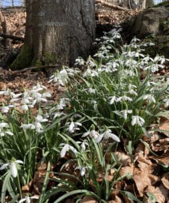 Vintergækker “Galanthus Nivalis” – Almindelig vintergæk – 10 stk. 30,- kr. 100 stk. 279,- kr.