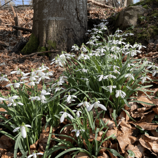 Vintergækker “Galanthus Nivalis” – Almindelig vintergæk – 10 stk. 30,- kr. 100 stk. 279,- kr.