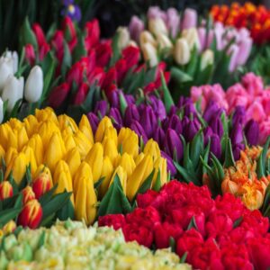 Forårsblomster - Tulipan, Påskelilje, Krokus etc.