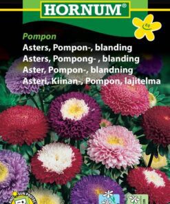 Asters frø – Pompon blanding