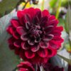 Dahlia Arabian Night 21,95 kr. v/3 stk 19,95 kr. v/10 stk