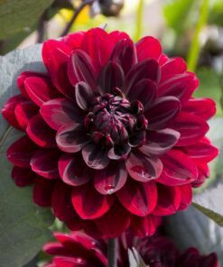 Dahlia Arabian Night 21,95 kr. v/3 stk 19,95 kr. v/10 stk