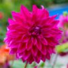 Dahlia Mørkelilla “Le Baron”. 24,95 kr. v/3 stk 22,95 kr. v/10 stk