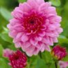 Dahlia “Rosella” – Tofarvede blomster. 24,95 kr. v/3 stk 22,95 kr. v/10 stk