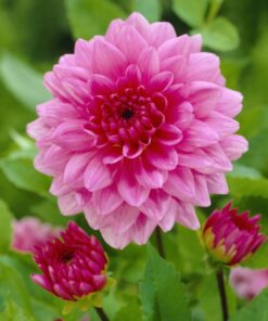Dahlia Rosella – Tofarvede blomster – Str. 1 -21,95 kr. v/3 stk 19,95 kr. v/10 stk
