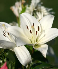 Hvid Lilje “Monte Bianco”. Liljeløg FRA 8,95 KR