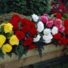 Knoldbegonia Dobbelt Mix – 8,95 ved 3 stk. 7,95 ved 10 stk.