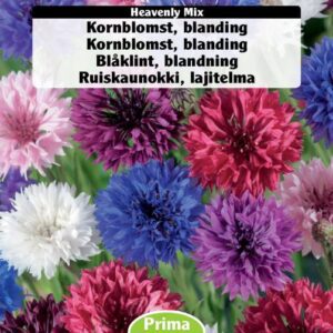 Kornblomst mix blomsterfrø. Blanding af kornblomster i forskellige farver. Billige blomsterfrø på www.nemhjem.dk