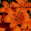 Orange Lilje – Orange Pixie Liljeløg