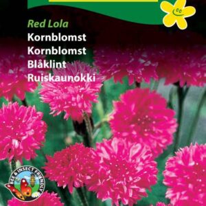 Rød Kornblomst – Red Lola kornblomstfrø