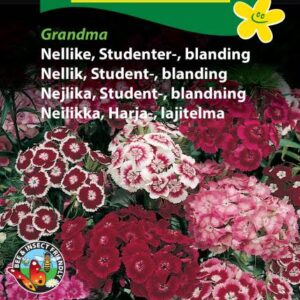 Studenternelliker frø – Grandma nellike blanding