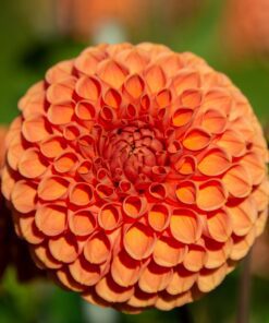 Ball Dahlia Sylvia – Orange Ball Dahlia Str. 1 – 21,95 kr. v/3 stk 19,95 kr. v/10 stk