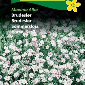 Brudeslør – Blomsterfrø