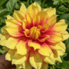 Dahlia Firefighter. En smuk tofarvet dahlia der skifter farve henover blomstringen. Billige kvalitets dahliaknolde fra www.nemhjem.dk