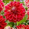Dahlia – Maxime 21,95 kr. v/3 stk 19,95 kr. v/10 stk.