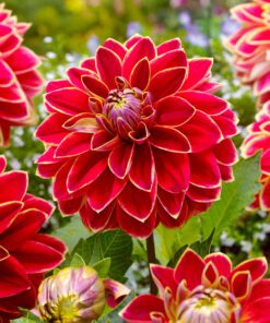 Dahlia – Maxime 21,95 kr. v/3 stk 19,95 kr. v/10 stk.