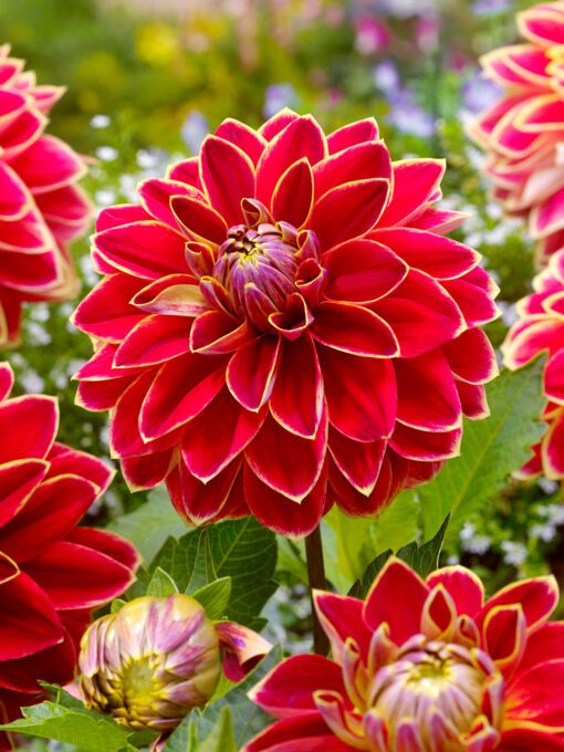 Dahlia – Maxime 21,95 kr. v/3 stk 19,95 kr. v/10 stk.