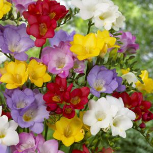 Freesia løg single mix – Farverig blanding. 1,25 kr/stk v. 25 stk 1,15 kr/stk ved min 100 stk
