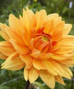 Orange Dahlia – Noordwijks Glorie Str. 1 – 21,95 kr v/3 stk 19,95 kr v/10 stk.