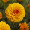 Orange/Gul Pompon Dahlia “Golden Scepter”. 24,95 kr. v/3 stk 22,95 kr. v/10 stk