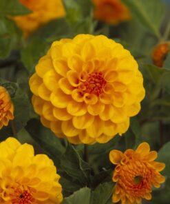 Orange/Gul Pompon Dahlia “Golden Scepter”. 24,95 kr. v/3 stk 22,95 kr. v/10 stk