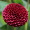 Rød Pompon Dahlia Downham Royal 21,95 kr. v/3 stk 19,95 kr. v/10 stk