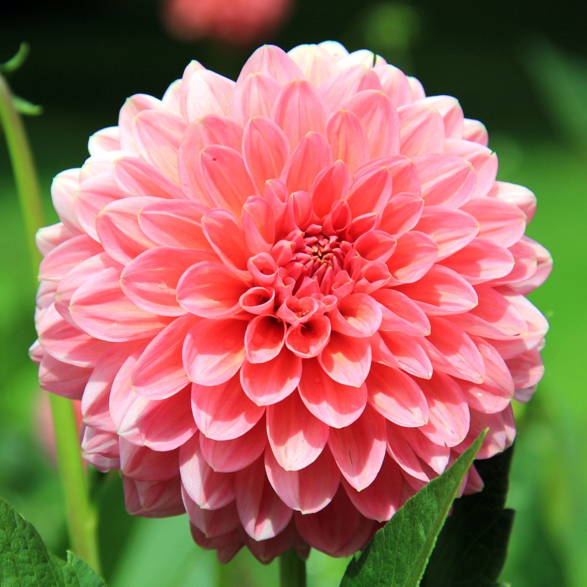 Dahlia Pink Runner (Str. II) 11,95 kr. v3 stk 9,95 kr. v10 stk