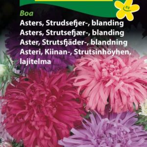 Strudsefjer Asters – Blanding – Blomsterfrø