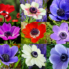 Franske Anemoner De Caen Mix blomsterknolde. Fine anemoner i forskellige farver. Køb billige blomsterløg i top kvalitet på www.nemhjem.dk Blomsterløg og knolde i løs vægt