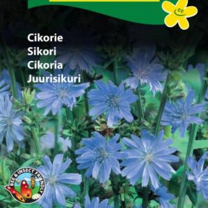 Cikorie blå – Blomsterfrø