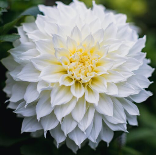 Dahlia Hvid Dinnerplate – Flurel