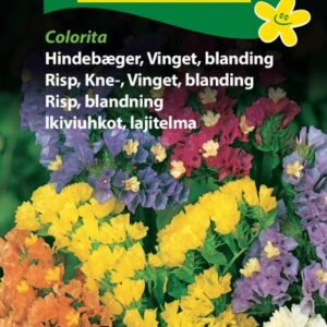 Hindebæger / Statice blanding – Blomsterfrø