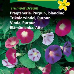 Pragtsnerle purpur blanding – Blomsterfrø