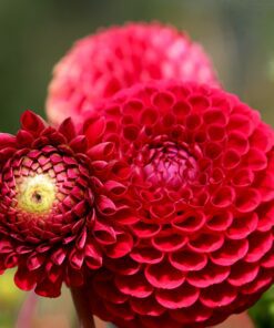 Dahlia – Rød pompon Glow Str. 1 – 21,95 kr. v/3 stk 19,95 kr. v/10 stk