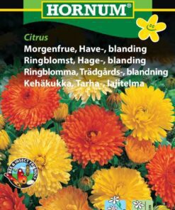 Morgenfrue Haveblanding Citrus – Blomsterfrø