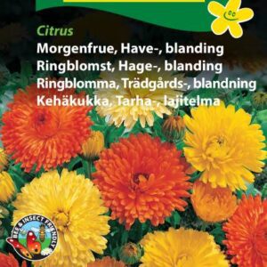 Morgenfrue Haveblanding Citrus – Blomsterfrø