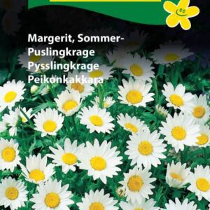 Margerit, Sommer- Blomsterfrø