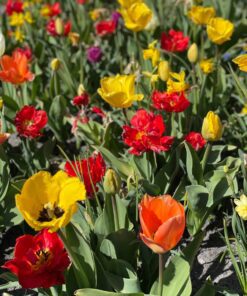 UDSALGSPAKKE: “Mix Surprise” forårsblomster 100 stk. 249,- kr. – SPAR MIN 40 %.