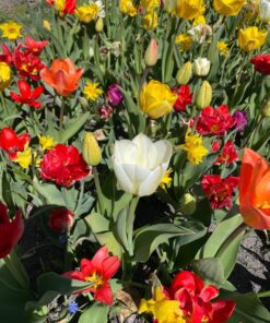 UDSALGSPAKKE: “Mix Surprise” forårsblomster 100 stk. 249,- kr. – SPAR MIN 40 %.