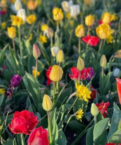 UDSALGSPAKKE: “Mix Surprise” forårsblomster 160 stk. løg 249,- kr. – SPAR MIN 50 %.