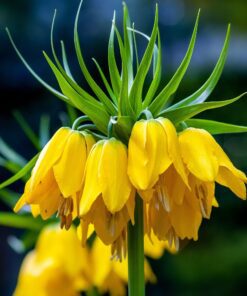 Kejserkrone Gul – Fritillari Lutea – Ekstra store blomsterløg – 3 stk 119,- kr