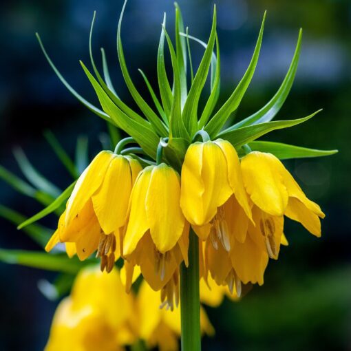 Kejserkrone Gul – Fritillari Lutea – Ekstra store blomsterløg – 3 stk 119,- kr