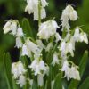 Spansk klokkeskilla Hvid – Hyacinthoides Hispanica 10 stk. 24 kr. 50 stk. 89,- kr. 100 stk. 149 kr.